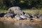 Large community of African hippos resting on the shore of a lake in the African savannah