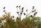 A large community group of Turkey Vultures, also called a commitee, roosting on a dead tree