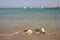 Large conch seashell on the beach