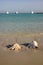 Large conch seashell on the beach