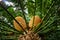 Large cones of Cycad Encephalartos natalensis - palm-like tropical and subtropical plant