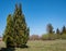 Large conifer stands in the park