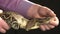 Large Constrictor Snake Moving In Male Hands, black background, studio shot