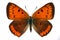 Large Copper (Lycaena dispar)