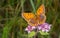 Large Copper Lycaena dispar butterfly female