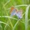 Large Copper Orange Butterflies Couple Macro