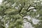 Large cork oak in the mountains of O Courel Spain