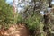 Large cork oaks on a path on the outskirts of Castano del Robledo, magical town of Andalusia. Huelva, Spain