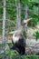 Large cormorant bird sits on