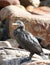 Large cormorant with a broken wing sits on the rocks near the shore