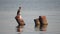 Large cormorant sitting on a rock in the sea.