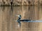 Large cormorant swims in the calm waters of a pond