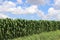 Large corn field in northern Israel