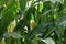 Large corn field in northern Israel