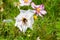 A large cosmos flower is pollinated by a huge striped bumblebee. Bright sunny floral background wallpaper