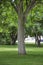 Large Cottonwood shade tree in a city park