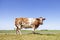 Large cow beef and dairy, standing in a field, blue sky, horizon over land, side full view