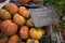 Large cow heart tomatoes for sale on farmers market stall