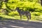 Large Coyote Looking for Breakfast