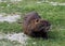 Large coypu or nutria, an herbivorous semiaquatic rodent, on a field of northern Italy.