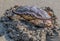 Large Crab Digs into Sand