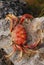 Large crab shell on an uneven surface rock nearby a beach in Cuba