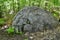 Large cracked and rounded boulder along hiking trail at Algonquin Park