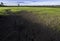 Large cracks in soil in rice field