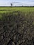 Large cracks in soil in rice field
