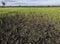 Large cracks in soil in rice field