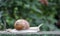 Large crawling garden snail with a striped shell. A large white mollusc with a brown striped shell. Summer day in the garden.