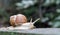 Large crawling garden snail with a striped shell. A large white mollusc with a brown striped shell. Summer day in the garden.