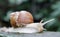 Large crawling garden snail with a striped shell. A large white mollusc with a brown striped shell. Summer day in the garden.