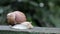 Large crawling garden snail with a striped shell. A large white mollusc with a brown striped shell. Summer day in the garden. Burg