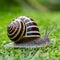 Large crawling garden snail with striped shell, macro nature