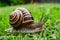 Large crawling garden snail with striped shell, macro nature