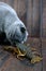 The large crayfish retreats on the wooden table, the gray cat carefully looks at it, wants to eat prey