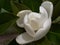 A large creamy white southern Magnolia bud just about to open