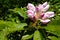 A large, creamy white southern magnolia flower blossom is circled by the glossy green leaves of the tree