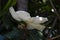 A large, creamy white southern magnolia flower is surrounded by glossy green leaves of a tree.