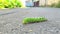 A large creepy spiky green caterpillar crawling along the asphalt, selective focus, blurred background.