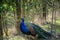 A large crested pheasant native to Asia.Beautiful peafowl close