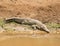 Large crocodile approaching water edge