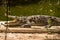 Large crocodile basking under the sun