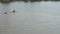 Large crocodile head and tail over water in calm lake