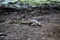 Large Crocodile lying on a river bank in Africa