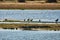 Large Crocodile lying on a river bank in Africa