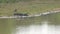 Large crocodile with opened mouth lies on calm lake bank