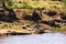 A large crocodile on the steep bank of the river. Masai Mara, Kenya