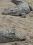 Large Crocodiles basking together in the sun on a sand